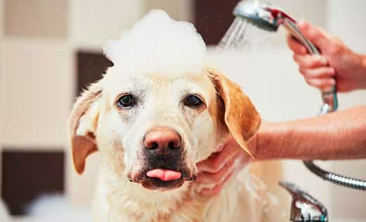 Il sapone può uccidere i cani?